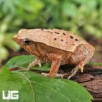 Bamboo Sticky Frogs For Sale - Underground Reptiles