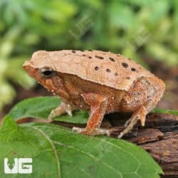 Bamboo Sticky Frogs For Sale - Underground Reptiles