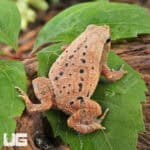 Bamboo Sticky Frogs For Sale - Underground Reptiles