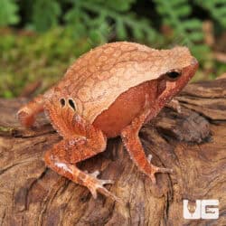 Bamboo Sticky Frogs For Sale - Underground Reptiles