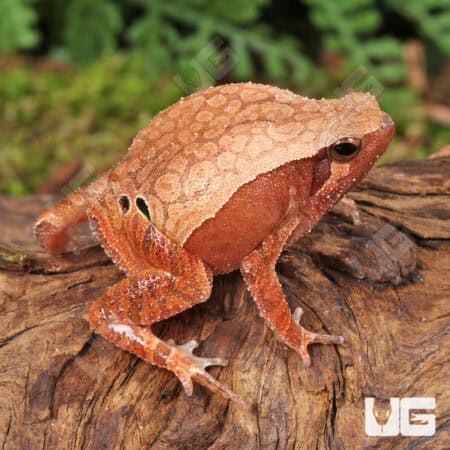 Bamboo Sticky Frogs For Sale - Underground Reptiles
