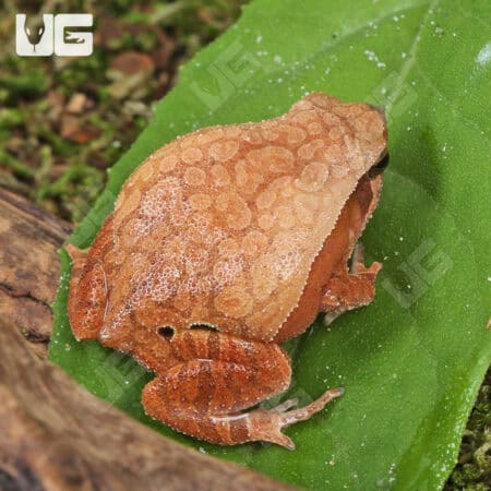 Bamboo Sticky Frogs For Sale - Underground Reptiles