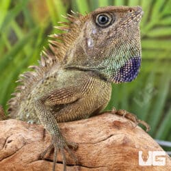Great AngleHead Lizards For Sale - Underground Reptiles