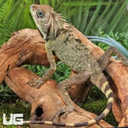 Great AngleHead Lizards For Sale - Underground Reptiles