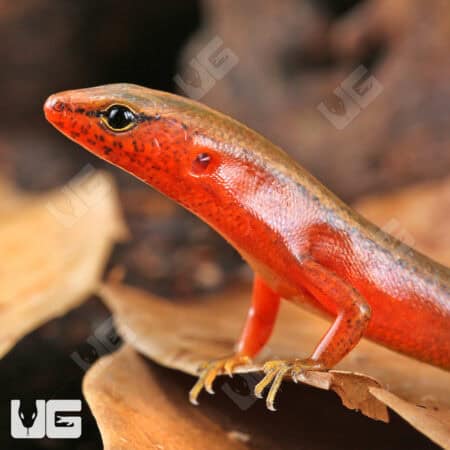 Buenluoi Forest Skinks (Sphenomorphus buenloicus) For Sale - Underground Reptiles