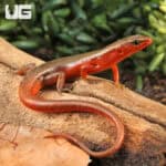 Buenluoi Forest Skinks (Sphenomorphus buenloicus) For Sale - Underground Reptiles