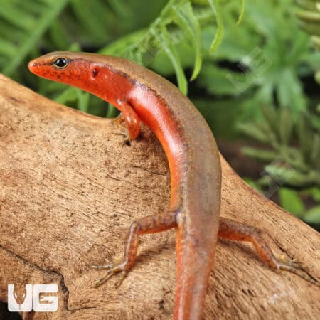 Buenluoi Forest Skinks (Sphenomorphus buenloicus) For Sale - Underground Reptiles