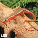 Buenluoi Forest Skinks (Sphenomorphus buenloicus) For Sale - Underground Reptiles