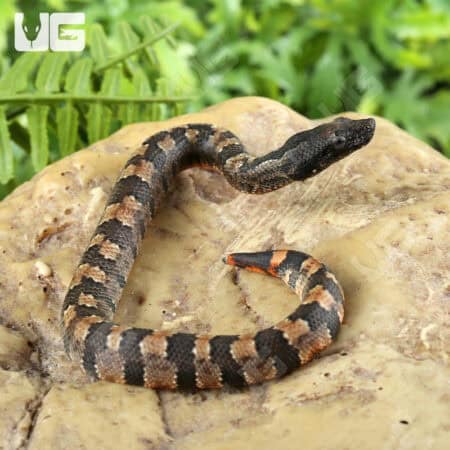 Baby Viper Boa For Sale - Underground Reptiles