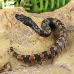 Baby Viper Boa For Sale - Underground Reptiles