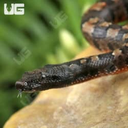 Baby Viper Boa For Sale - Underground Reptiles
