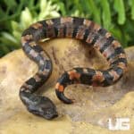 Baby Viper Boa For Sale - Underground Reptiles