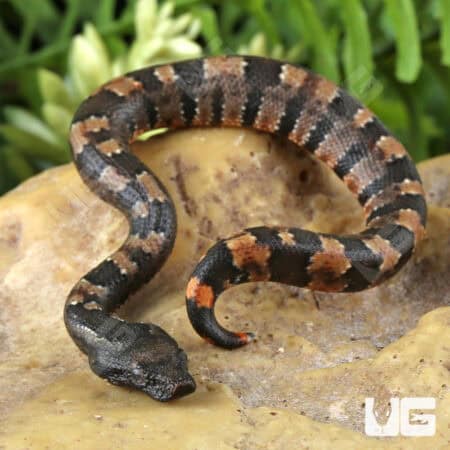 Baby Viper Boa For Sale - Underground Reptiles