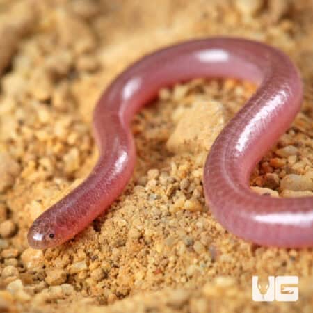 Cairo Blind Snake (Myriopholis cairi) For Sale - Underground Reptiles