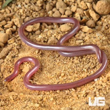Cairo Blind Snake (Myriopholis cairi) For Sale - Underground Reptiles