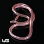 Cairo Blind Snake (Myriopholis cairi) For Sale - Underground Reptiles