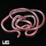 Cairo Blind Snake (Myriopholis cairi) For Sale - Underground Reptiles