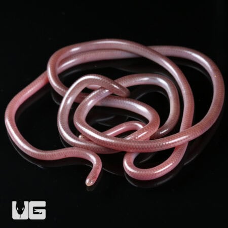 Cairo Blind Snake (Myriopholis cairi) For Sale - Underground Reptiles