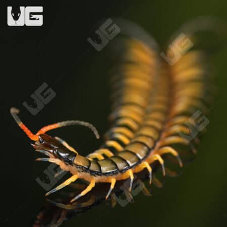 Chinese Giant Tiger Leg Centipedes For Sale - Underground Reptiles