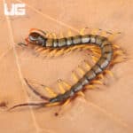 Chinese Giant Tiger Leg Centipedes For Sale - Underground Reptiles