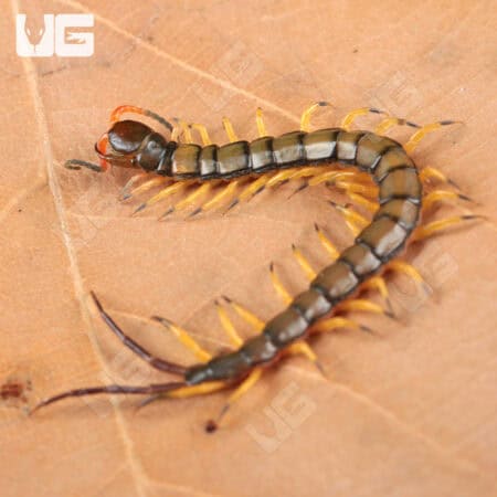 Chinese Giant Tiger Leg Centipedes For Sale - Underground Reptiles