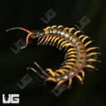 Chinese Giant Tiger Leg Centipedes For Sale - Underground Reptiles