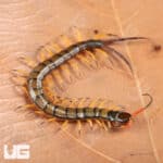 Chinese Giant Tiger Leg Centipedes For Sale - Underground Reptiles
