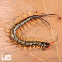 Chinese Giant Tiger Leg Centipedes For Sale - Underground Reptiles
