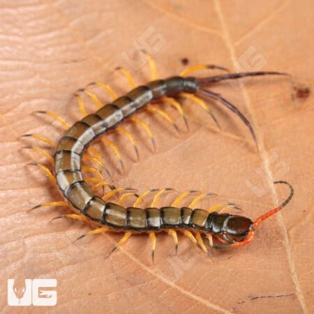 Chinese Giant Tiger Leg Centipedes For Sale - Underground Reptiles