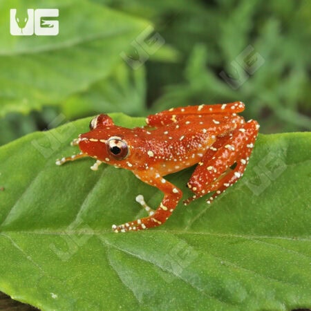Cinnamon Tree Frogs For Sale - Underground Reptiles