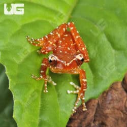 Cinnamon Tree Frogs For Sale - Underground Reptiles