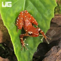 Cinnamon Tree Frogs For Sale - Underground Reptiles