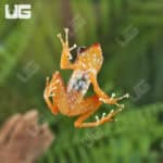 Cinnamon Tree Frogs For Sale - Underground Reptiles