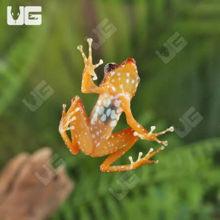 Cinnamon Tree Frogs For Sale - Underground Reptiles