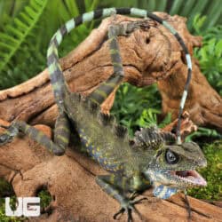Great AngleHead Lizards For Sale - Underground Reptiles