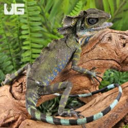 Great AngleHead Lizards For Sale - Underground Reptiles