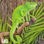 Green Chameleon For Sale - Underground Reptiles