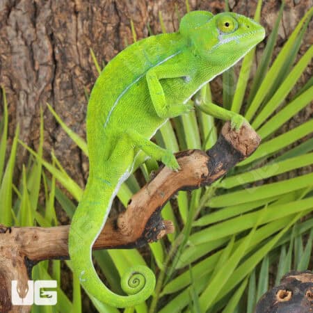 Green Chameleon For Sale - Underground Reptiles