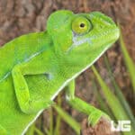 Green Chameleon For Sale - Underground Reptiles
