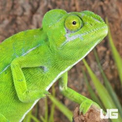 Green Chameleon For Sale - Underground Reptiles