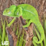 Green Chameleon For Sale - Underground Reptiles