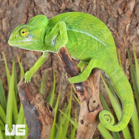 Green Chameleon For Sale - Underground Reptiles