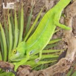Green Chameleon For Sale - Underground Reptiles