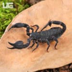 Javan Dwarf Scorpion For Sale - Underground Reptiles