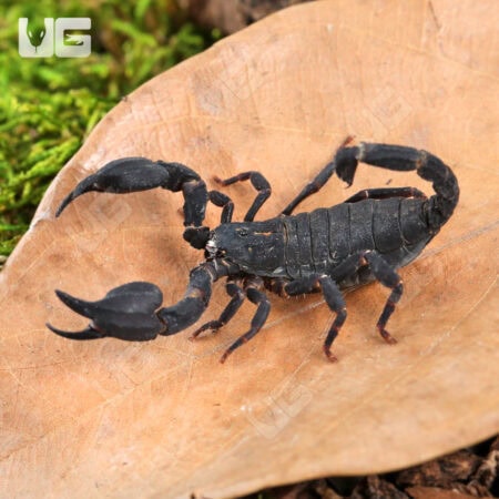 Javan Dwarf Scorpion For Sale - Underground Reptiles