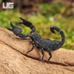 Javan Dwarf Scorpion For Sale - Underground Reptiles
