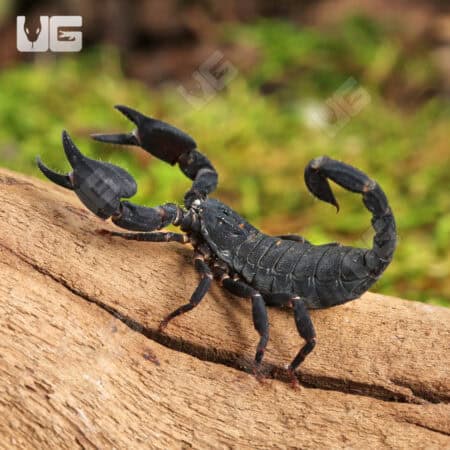 Javan Dwarf Scorpion For Sale - Underground Reptiles
