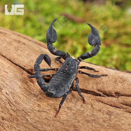 Javan Dwarf Scorpion For Sale - Underground Reptiles