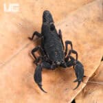 Javan Dwarf Scorpion For Sale - Underground Reptiles
