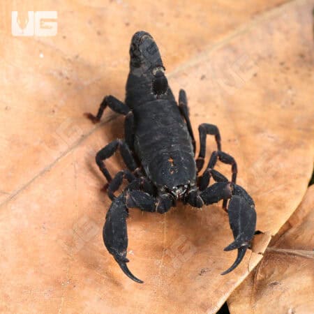 Javan Dwarf Scorpion For Sale - Underground Reptiles